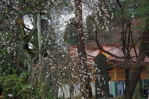 高幡不動201102-9
