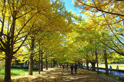 昭和記念公園201411-6