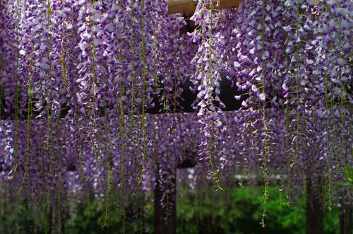 百草園201105-3