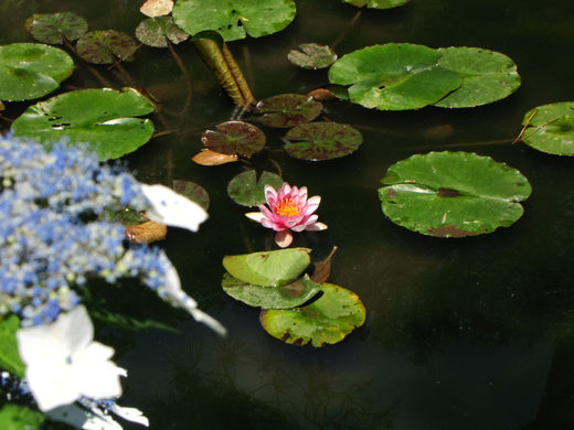 高幡不動尊弁天池0906-3