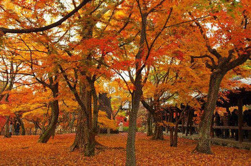 京都東福寺201211-12