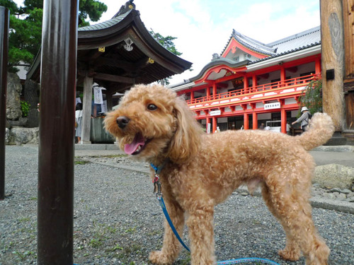 高幡不動201408-12