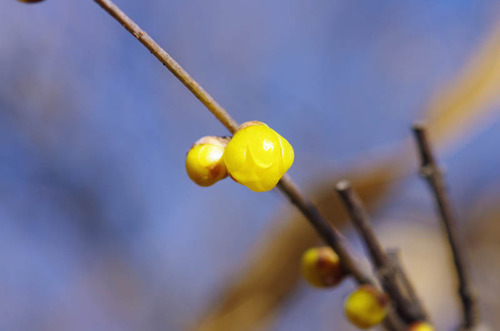 京王百草園201412-5