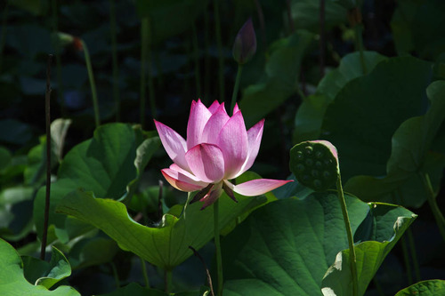 昭和記念公園201007-4