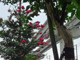 散歩写真0908-10