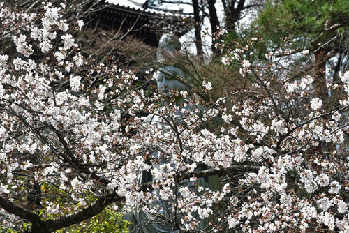 高幡不動尊201603-11