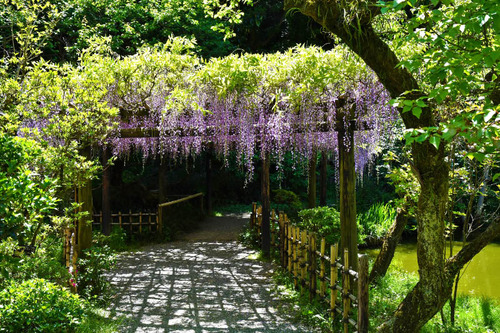 京王百草園201705