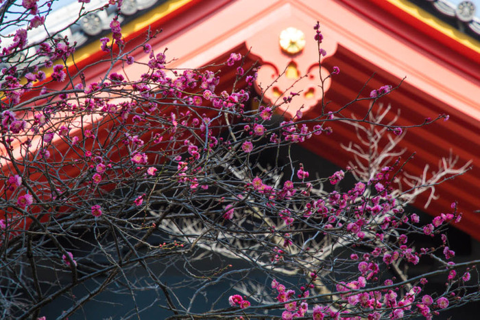 高幡不動尊201802