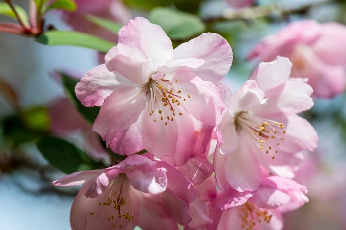 京王百草園201904