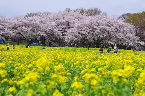 昭和記念公園201405-1
