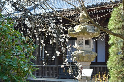 高幡不動尊201602-4