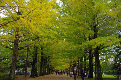 昭和記念公園201111-1