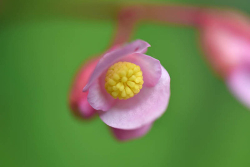 高幡不動尊201507-9
