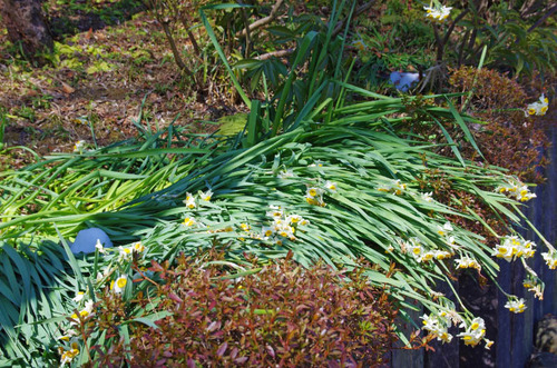 京王百草園201402-13