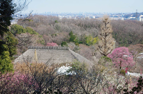 京王百草園201402-11