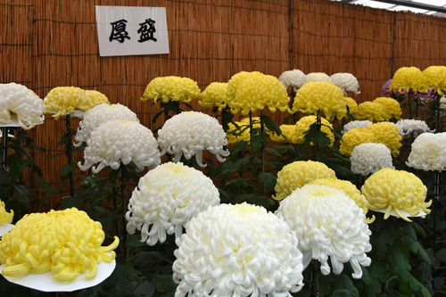 高幡不動尊201511-6