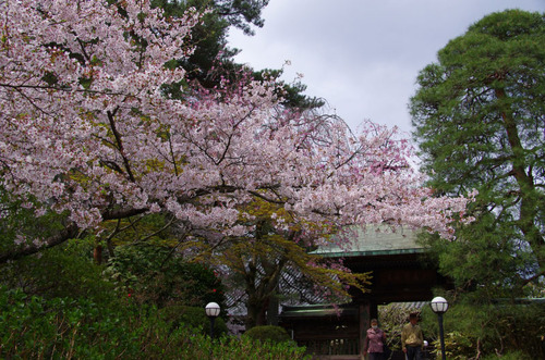 高幡不動尊201104-7