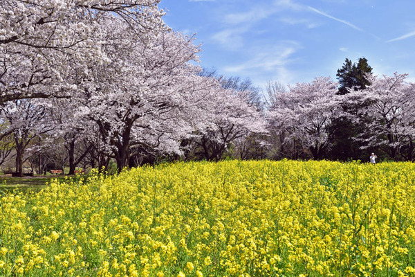 昭和記念公園201704