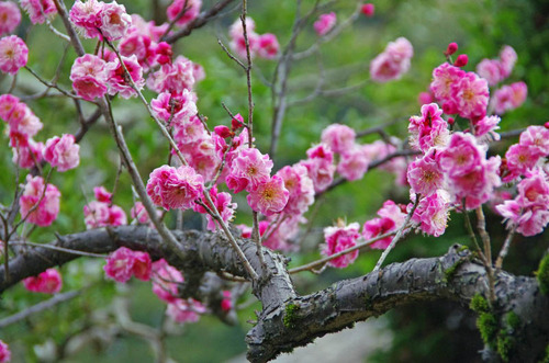 京王百草園201203-5