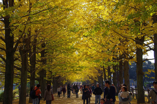 昭和記念公園201111-12