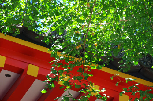 高幡不動201309-9