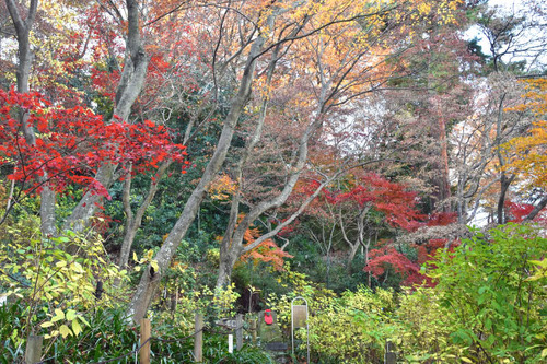 高幡不動尊201512-9