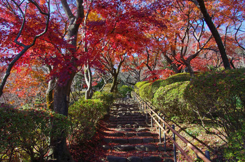 京王百草園201112-1
