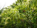 栗200806-2