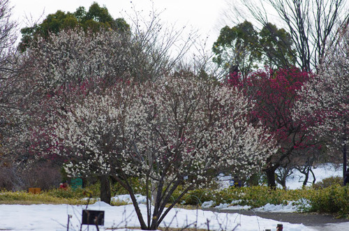 昭和記念公園201402-8