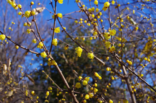 京王百草園201201-1