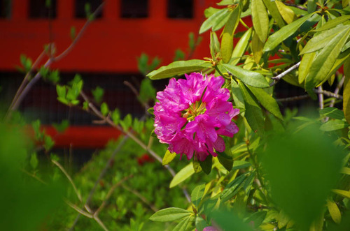 高幡不動201304-10