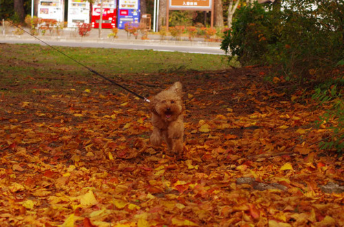 富士五湖の紅葉2013-1