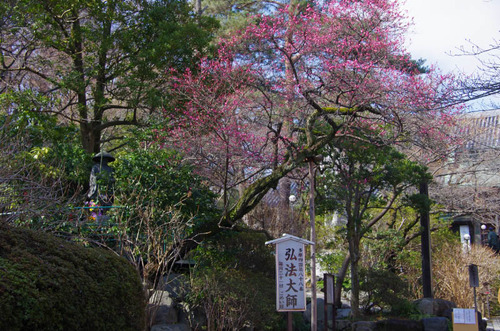 高幡不動201203-2