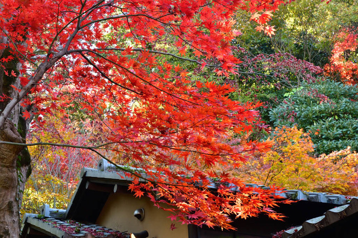 京王百草園紅葉まつり2017