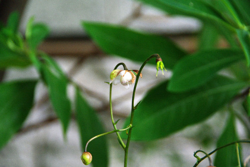 高幡不動尊20100821-1