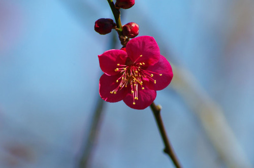 É´Áð±àÇߤޤĤê201102-4
