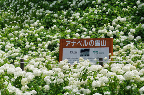 アナベルの雪山2010-9
