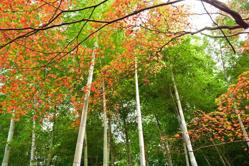 京王百草園2015-4