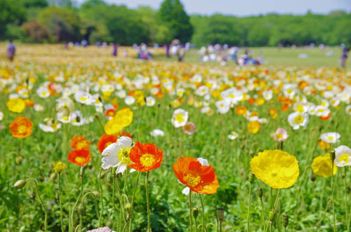 昭和記念公園201405-11