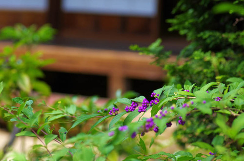 京王百草園201309-7