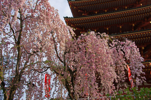 高幡不動尊201104-4