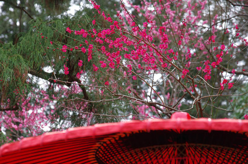 京王百草園201503-8