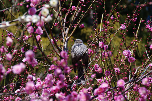 百草園20100130-3
