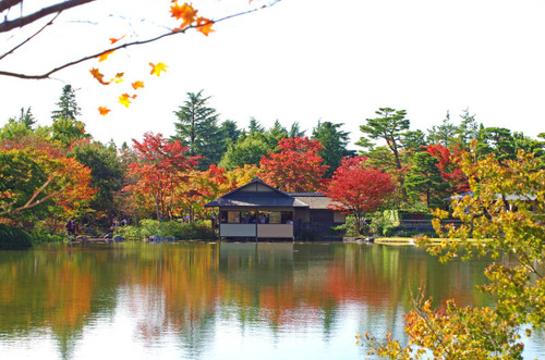 昭和記念公園201411-7