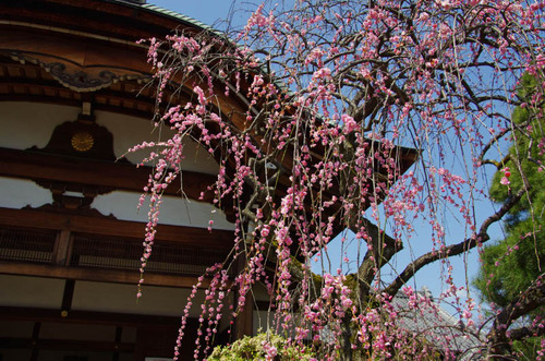 高幡不動201204-6