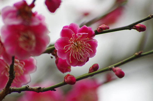 京王百草園201203-13