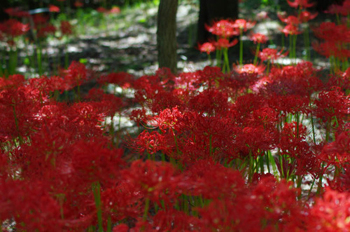 昭和記念公園201209-6