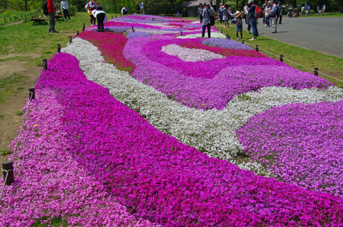 昭和記念公園20120428-13