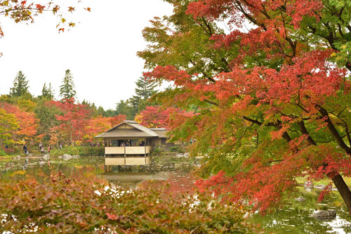 昭和記念公園201511-6
