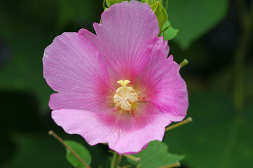 201108の花-15